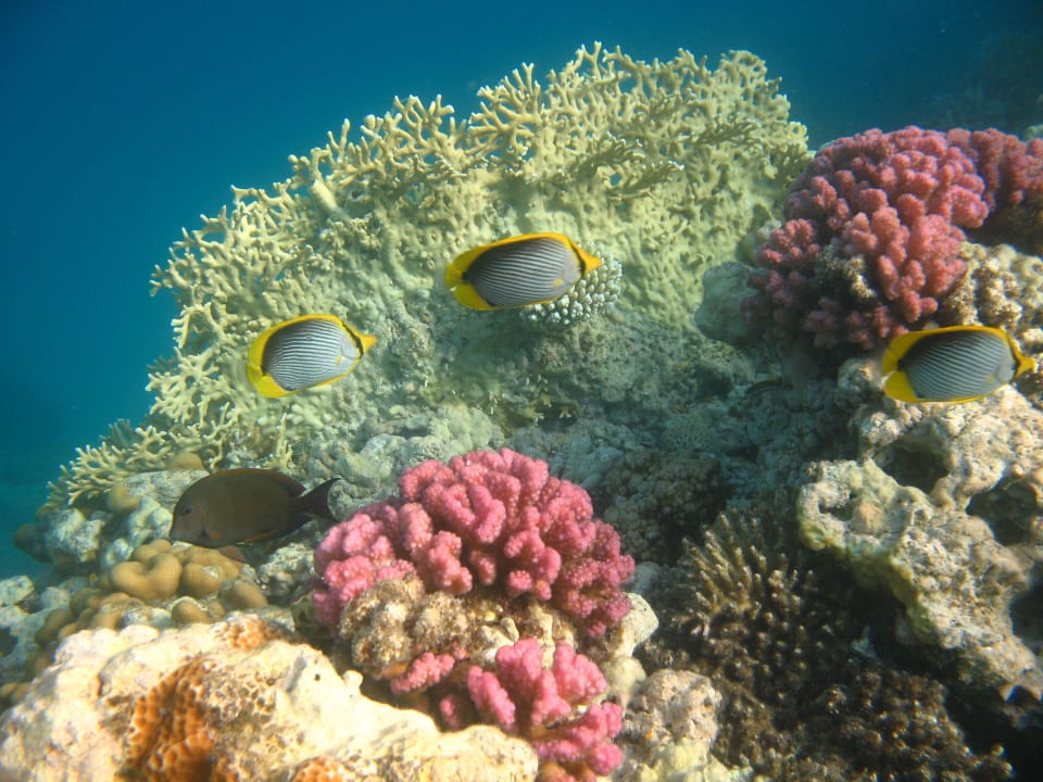 20 Stella Beach Resort & Spa Makadi Bay