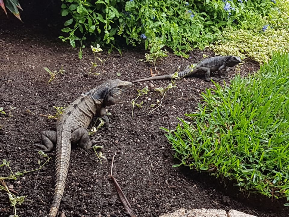 Gartenanlage Akumal Bay Beach & Wellness Resort