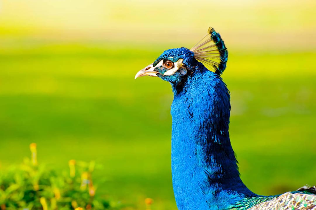 Animal Leonardo Inn Hotel Dead Sea