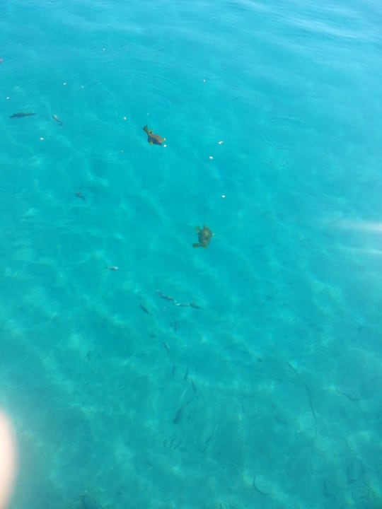 Giftun  Giftun Azur Resort