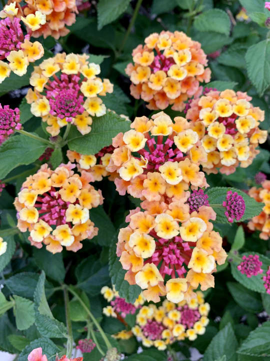 Gartenanlage Sandy Beach