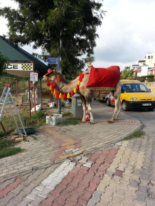 Camel vorm Hotel  Dizalya Palm Garden