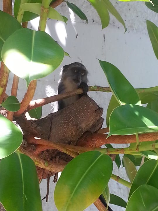 Affe Neptune Palm Beach Boutique Resort & Spa