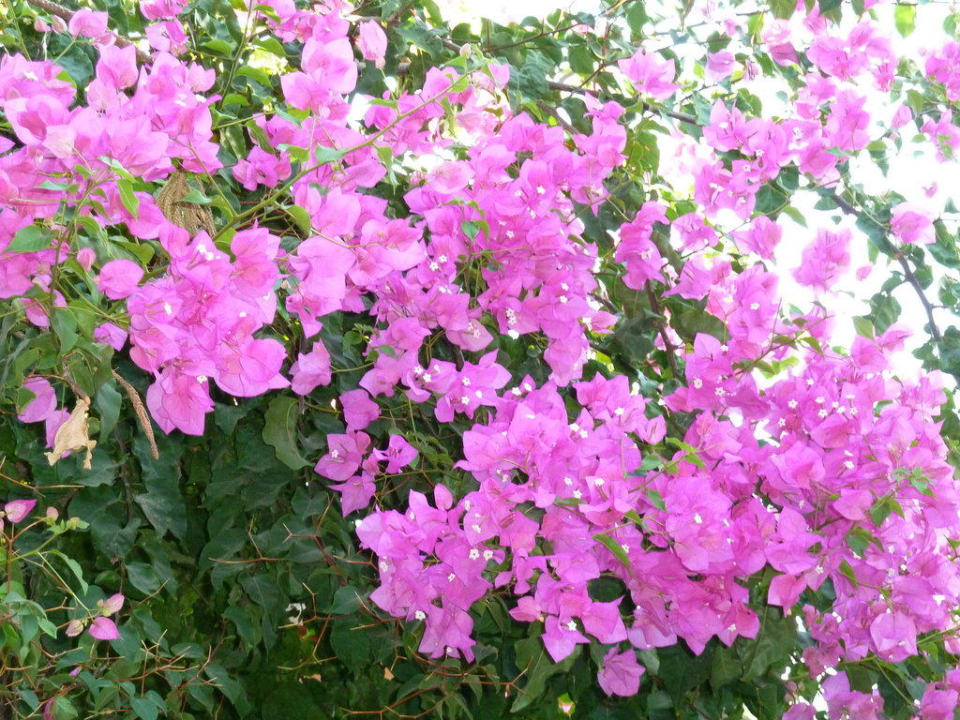 Blumenpracht Apollonia Beach Resort & Spa