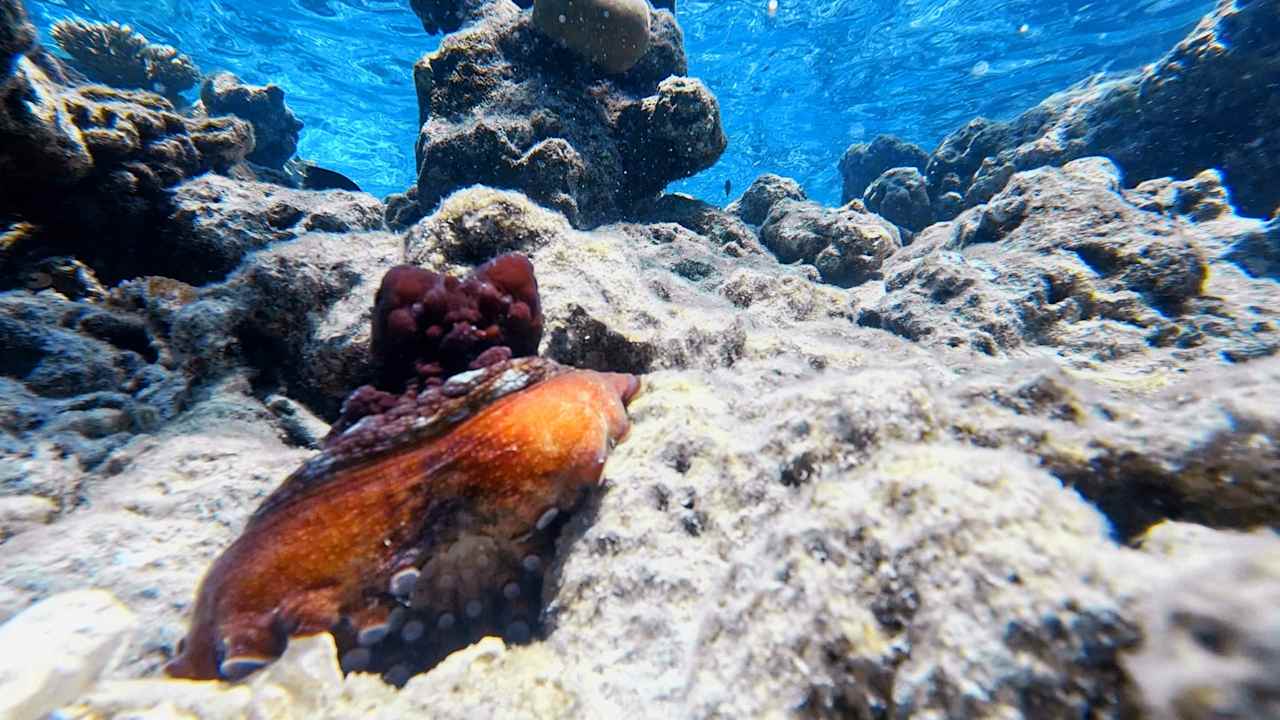 Sport & Freizeit Vilamendhoo Island Resort & Spa