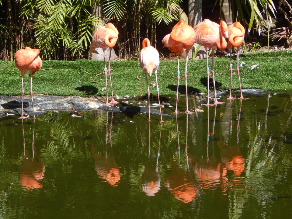 Gartenanlage Grand Palladium Colonial Resort & Spa