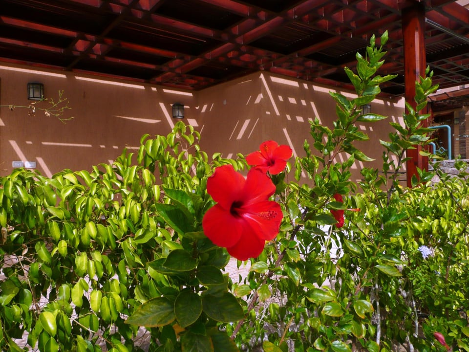 Hibiskus blüte Shams Prestige Abu Soma-Adults Only