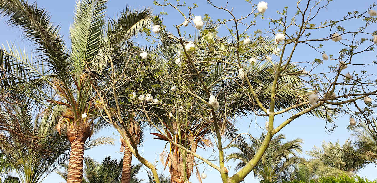 Gartenanlage Pharaoh Azur Resort