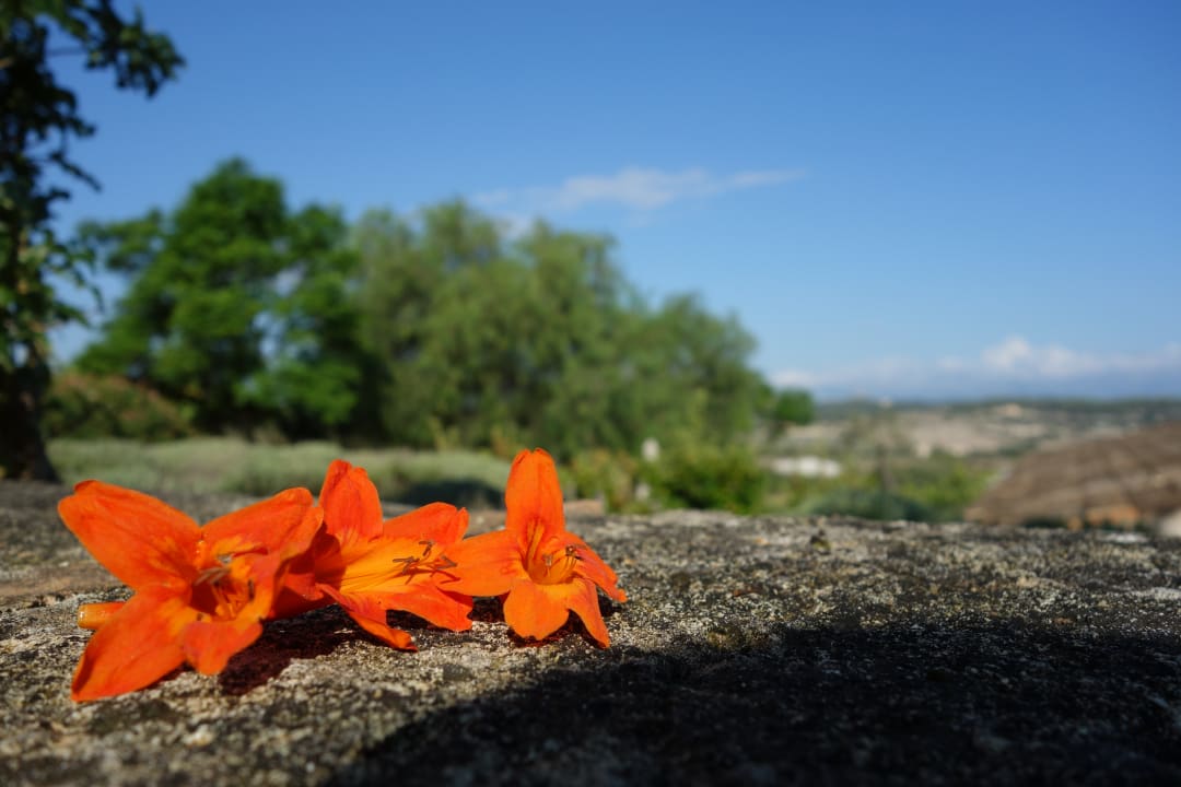 Sonstiges Hotel Finca Sa Rota den Palerm