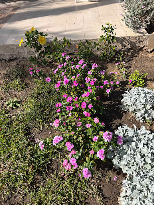 Gartenanlage Shams Safaga Resort