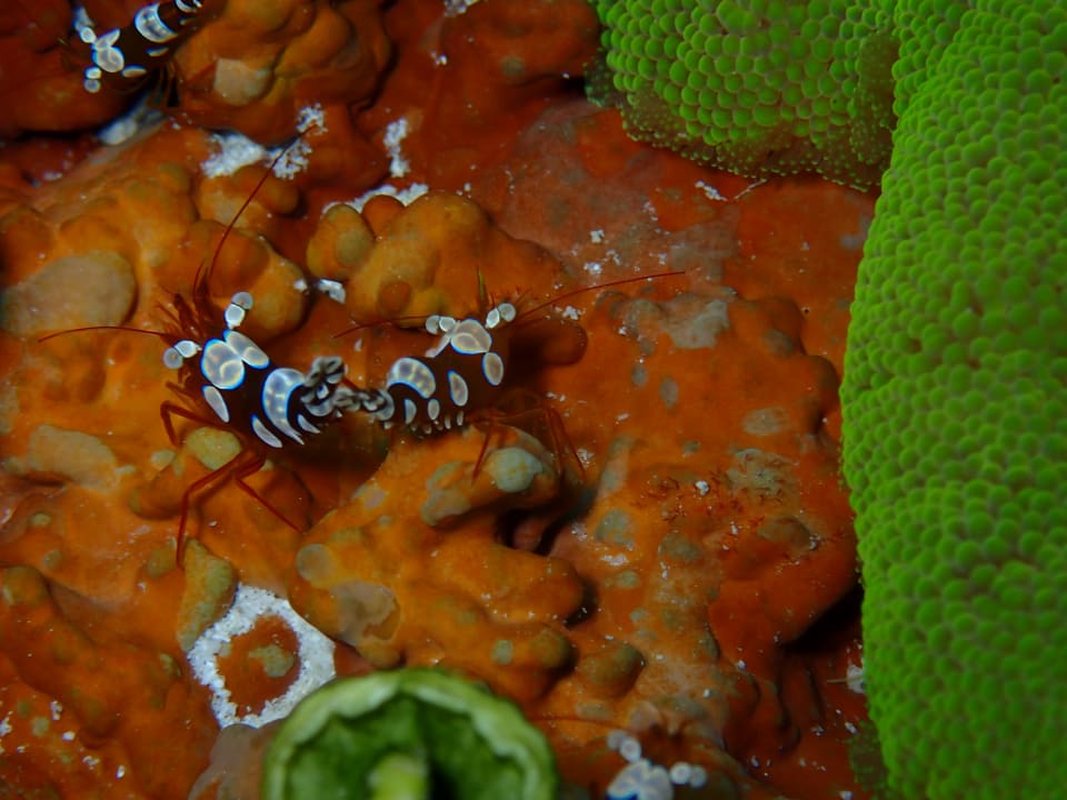 Sport & Freizeit Filitheyo Island Resort