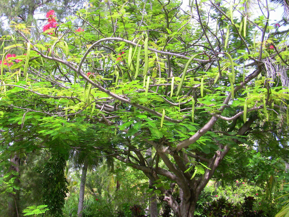 Es grünt so grün Adaaran Select Hudhuran Fushi - Premium All Inclusive