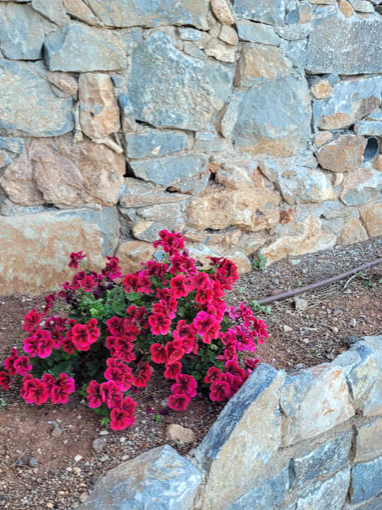 Gartenanlage Domes Aulus Elounda All-Inclusive Resort, Curio Collection by Hilton