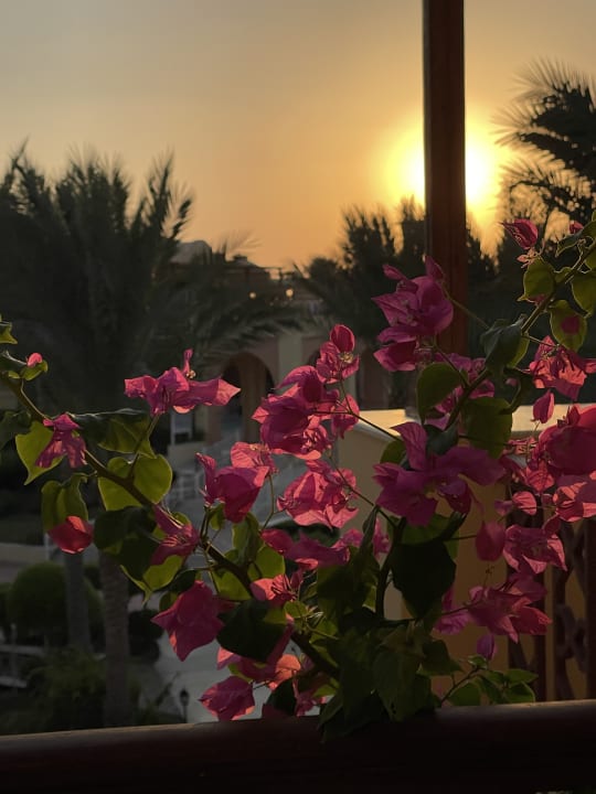 Zimmer Steigenberger Coraya Beach - Adults only