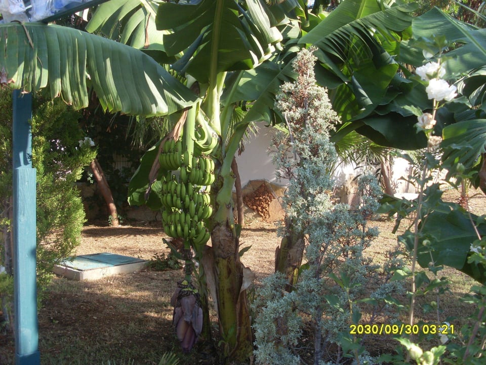 Bananenstaude Cenger Beach Resort & Spa
