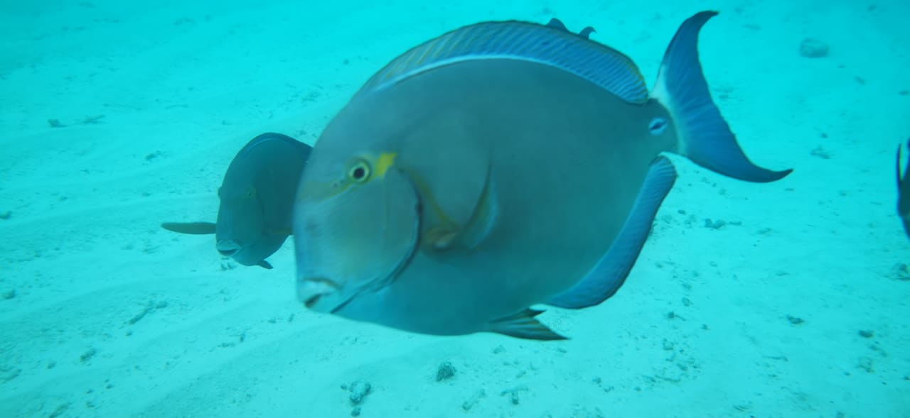 Sport & Freizeit Summer Island Maldives