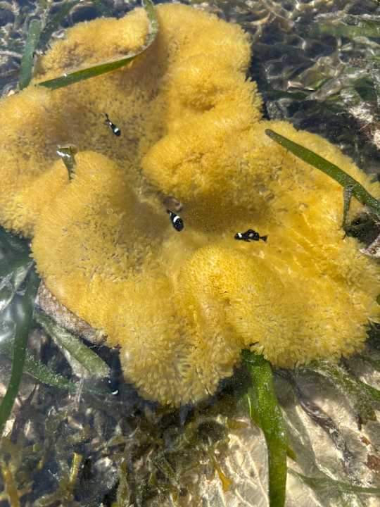 Strand Travellers Beach Hotel & Club