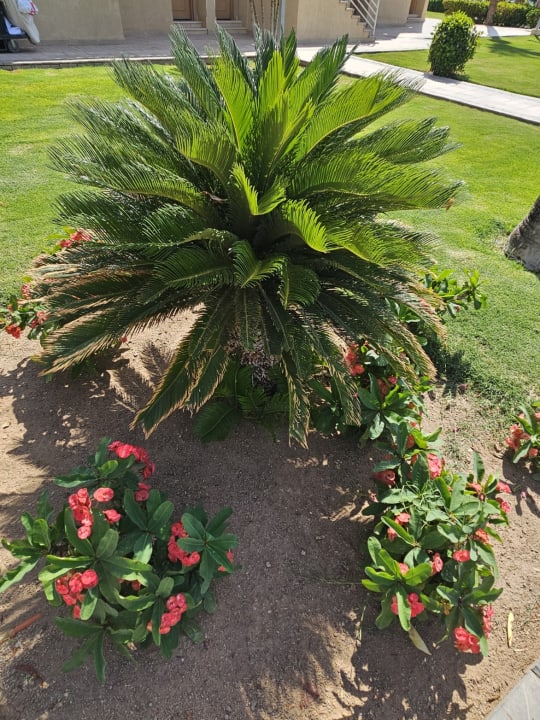 Gartenanlage Beach Albatros Resort