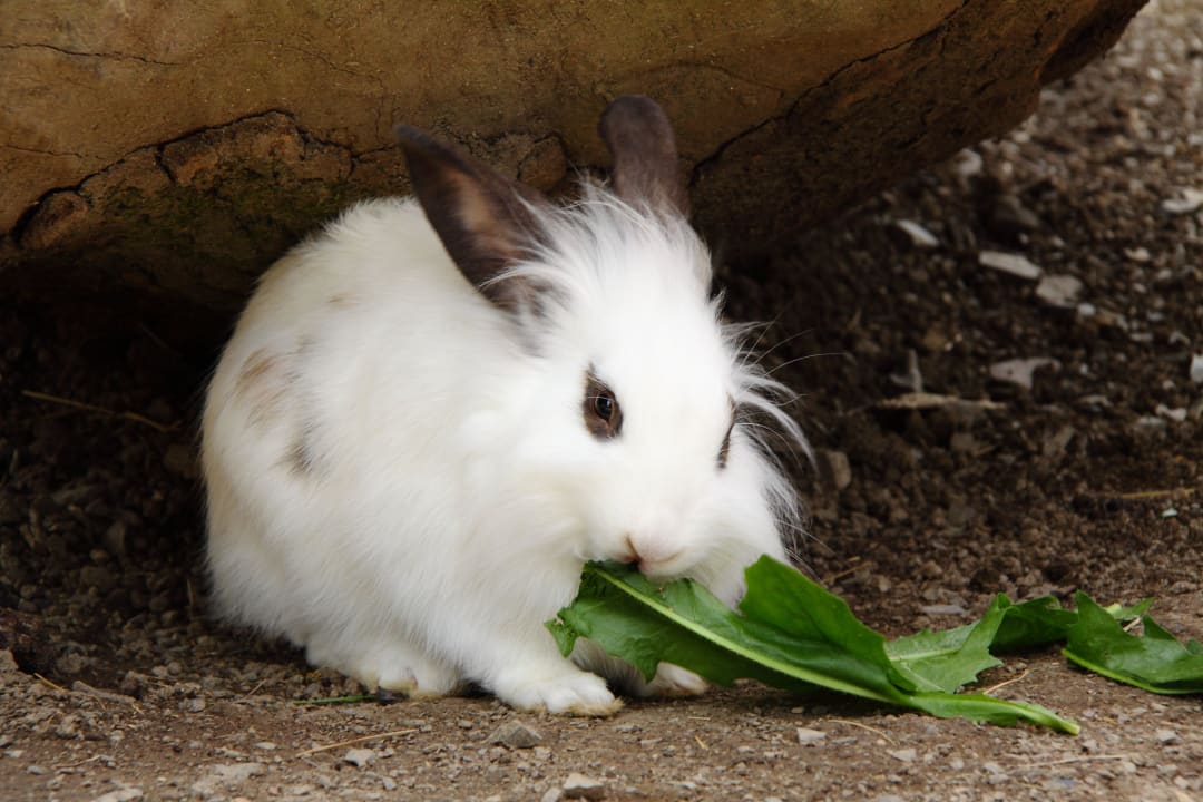 Viele Tiere zum Streicheln Bauernhof Forellenhof