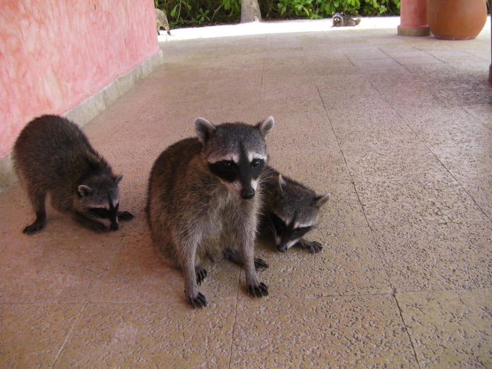 Waschbären beim täglichen Futterbetteln  Grand Palladium Select White Sand Resort & Spa