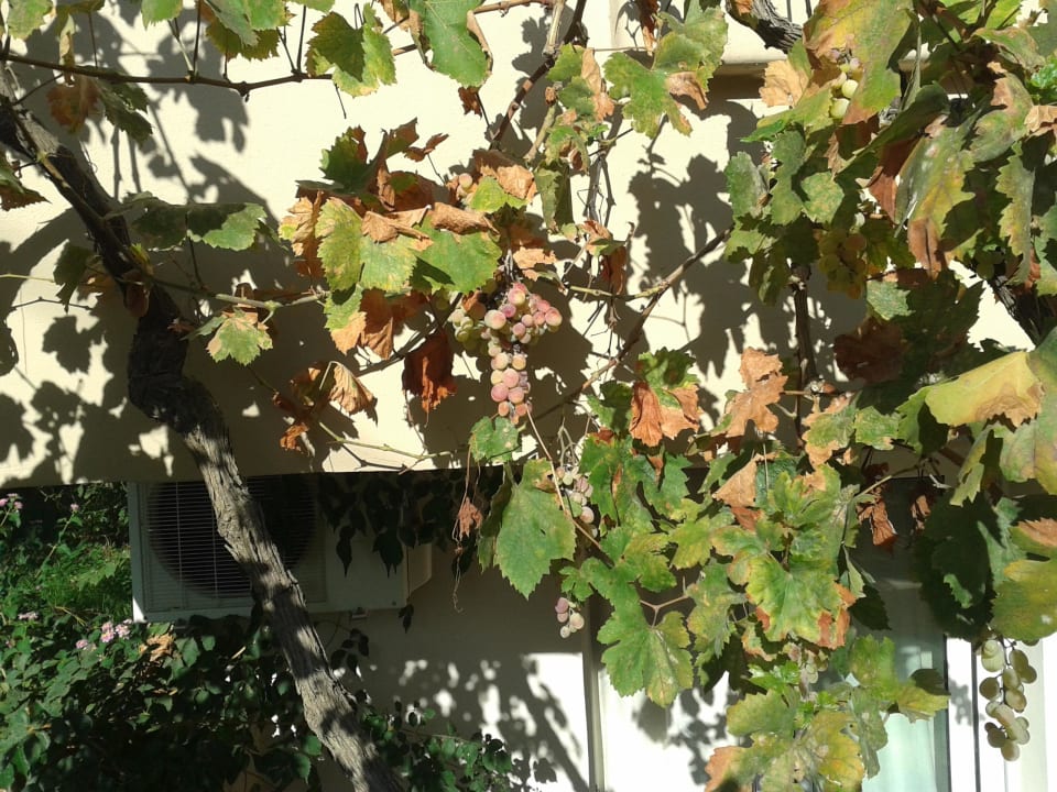 Wilder Wein an der Fassade Zorbas Lifestyle Hotel