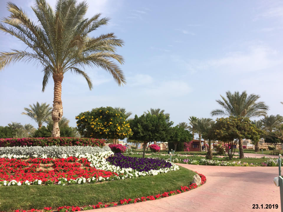 Gartenanlage Desert Rose