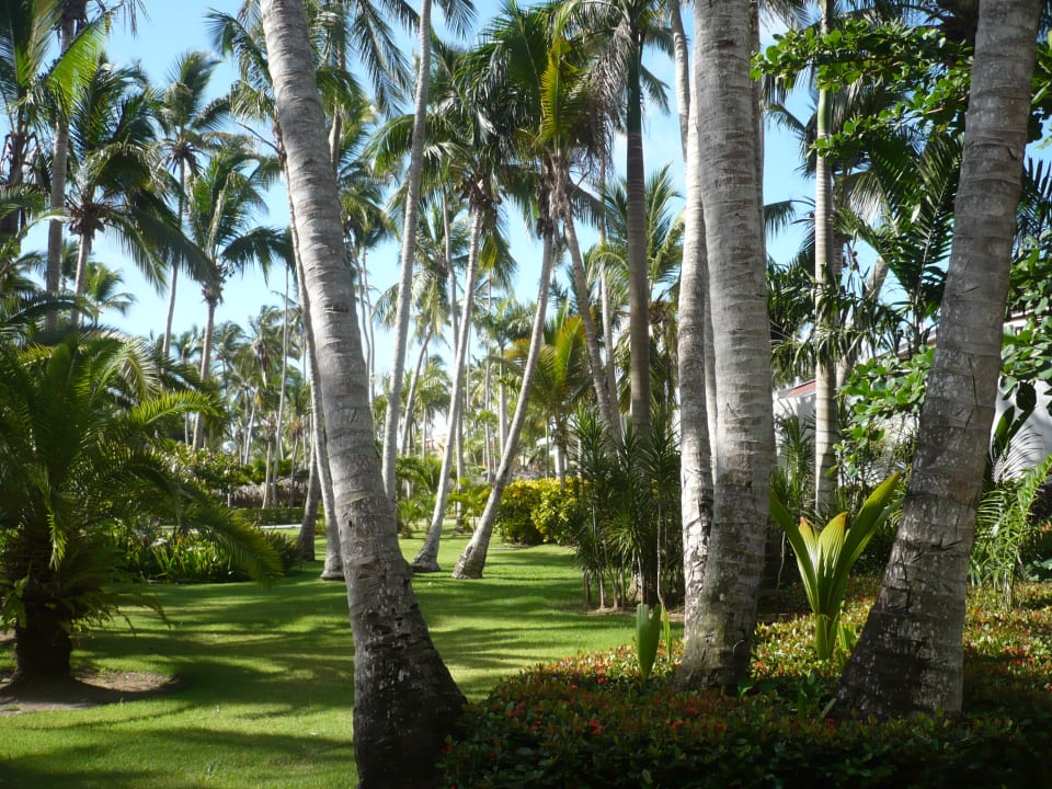 Viele schöne Palmen in toller Gartenanlage. Hotel Grand Palladium Palace Resort, Spa & Casino