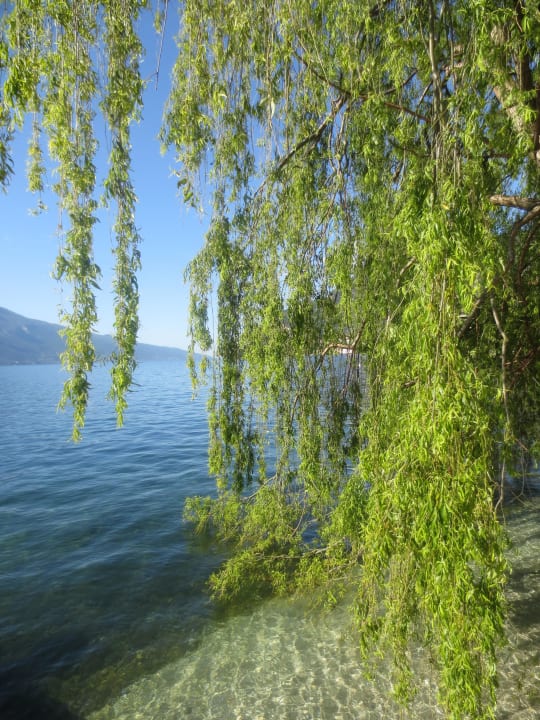 Alte Weide am Hotelstrand Villa Romantica Beach Resort