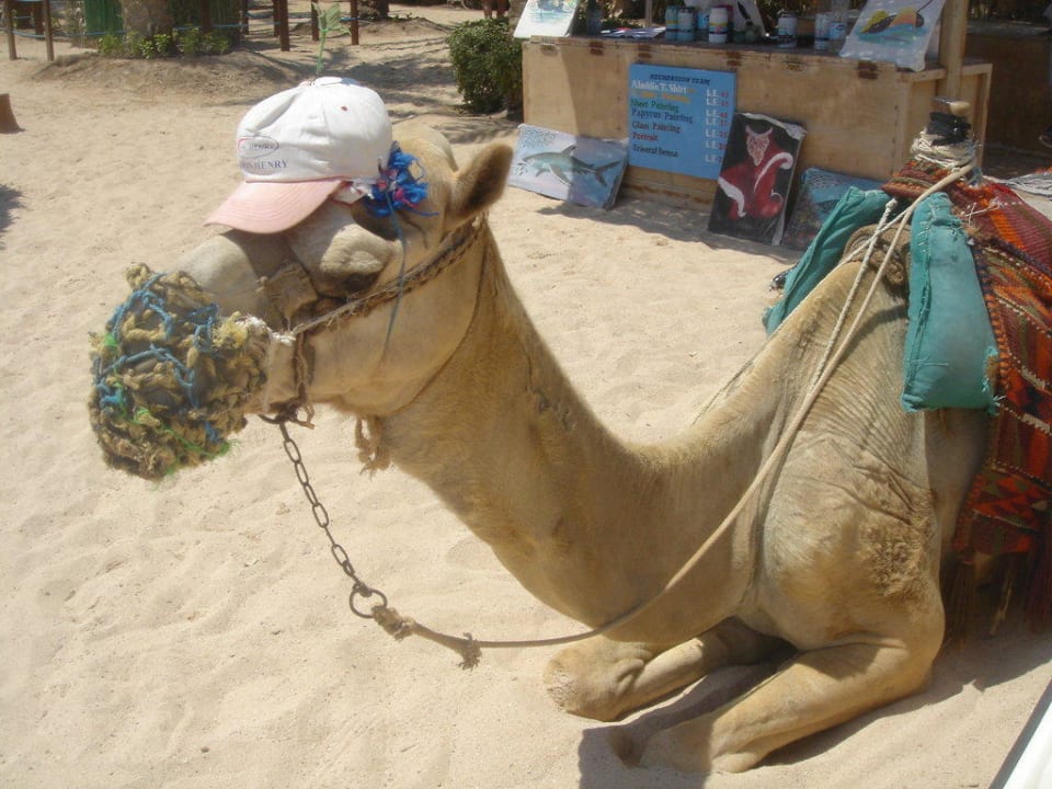 Kamel Mövenpick Resort El Quseir