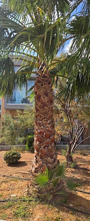 Gartenanlage Kiani Beach Resort Family All Inclusive