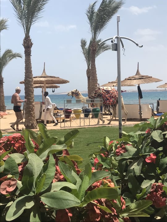 Ausblick Beach Albatros Resort