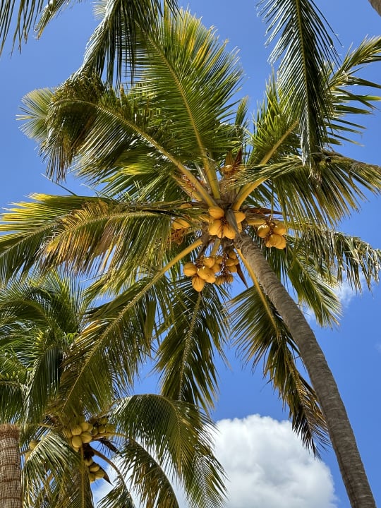 Gartenanlage Le Meridien Ile Maurice