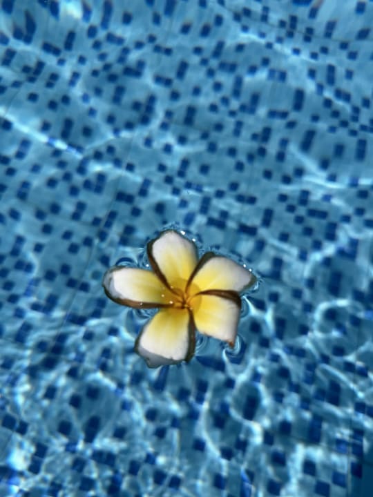 Pool Steigenberger Coraya Beach - Adults only