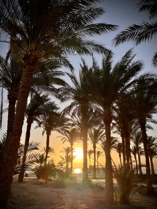 Gartenanlage Palm Royale Resort - Soma Bay