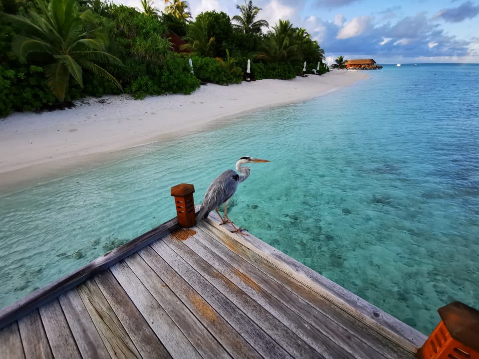 Strand Mirihi Island Resort