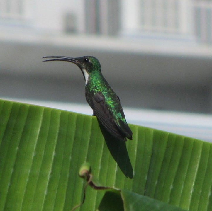 Kolibri im Hotelgarten Hotel Pochote Grande