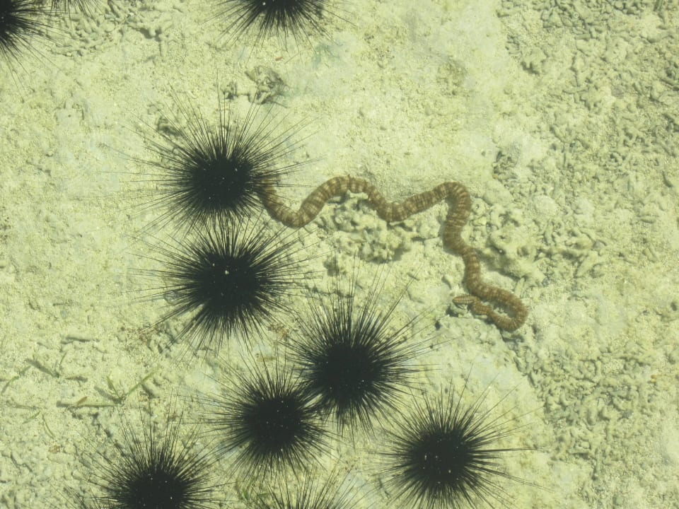 Abends kommen die Fische bis an den Strand Jaz Mirabel Park & Club