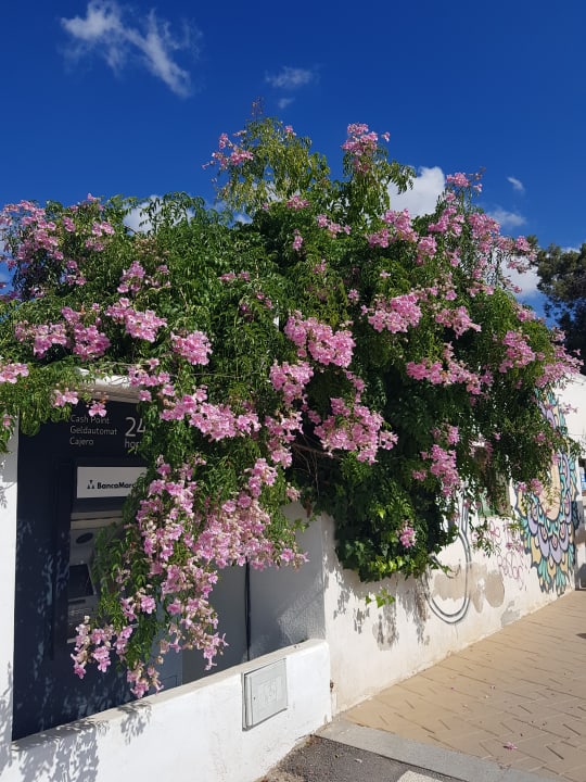 Gartenanlage azuLine Hotel Bergantin