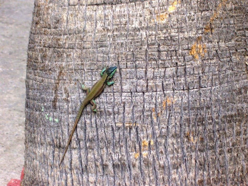 Eidechse Club Sidelya Hotel