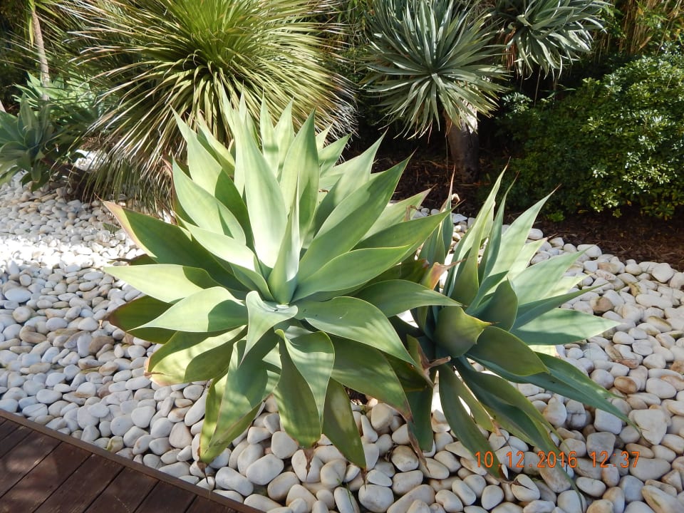 Garten am Hotel Ozadi Altura Beach Resort