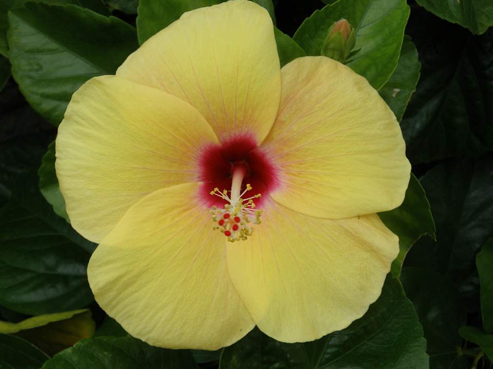 Hibiskus Grand Muthu Club Caribbean Runaway Bay