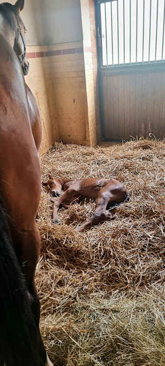 Sonstiges Pałac i Folwark Galiny