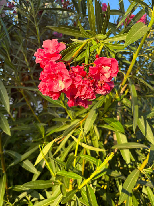 Gartenanlage Iberostar Selection Creta Marine