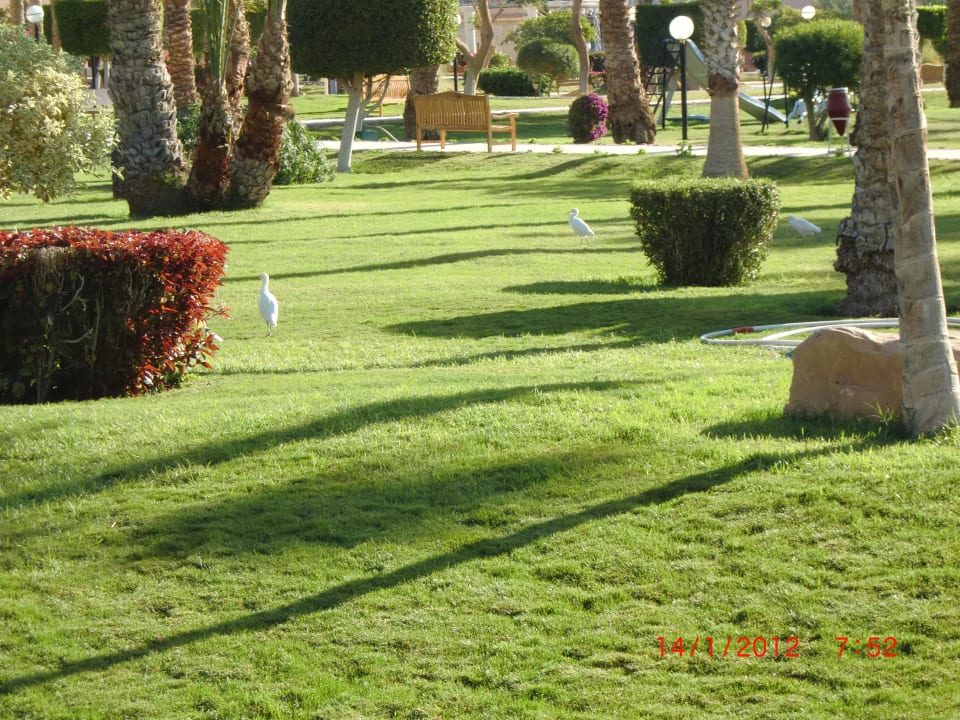 Garten Beach Albatros Resort