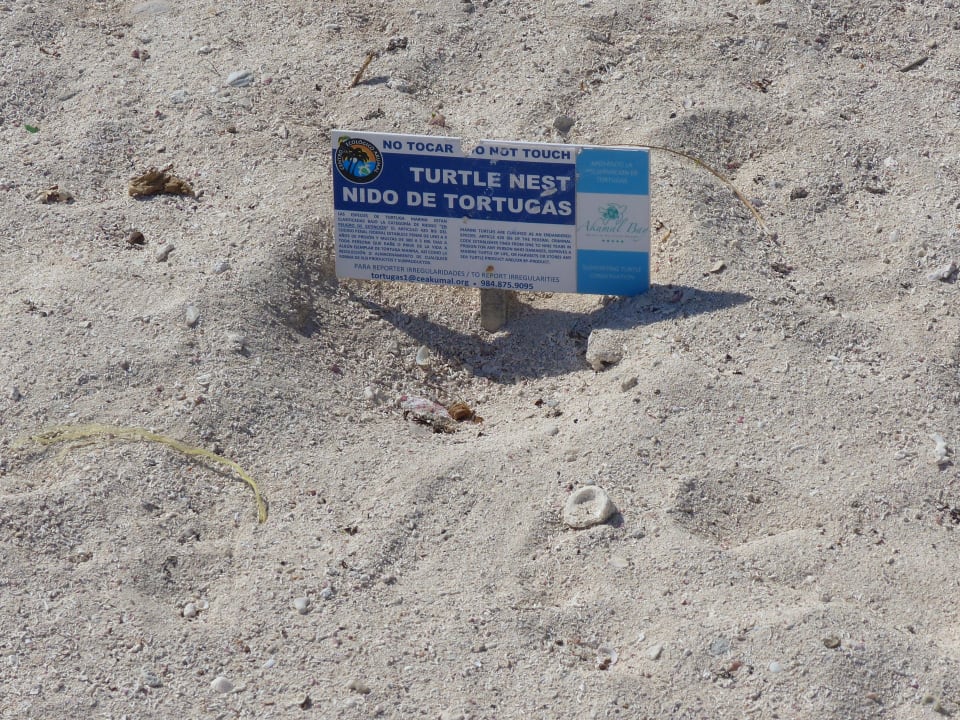 Schildkrötennest Akumal Bay Beach & Wellness Resort