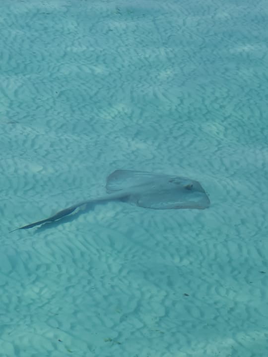 Ausblick Kuredhivaru Resort and Spa, Maldives