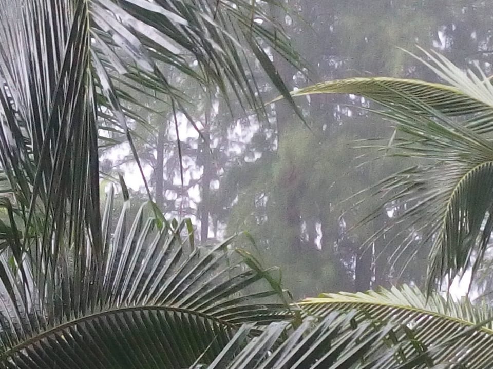 Bangtao. Regen Best Western Premier Bangtao Beach Resort & Spa