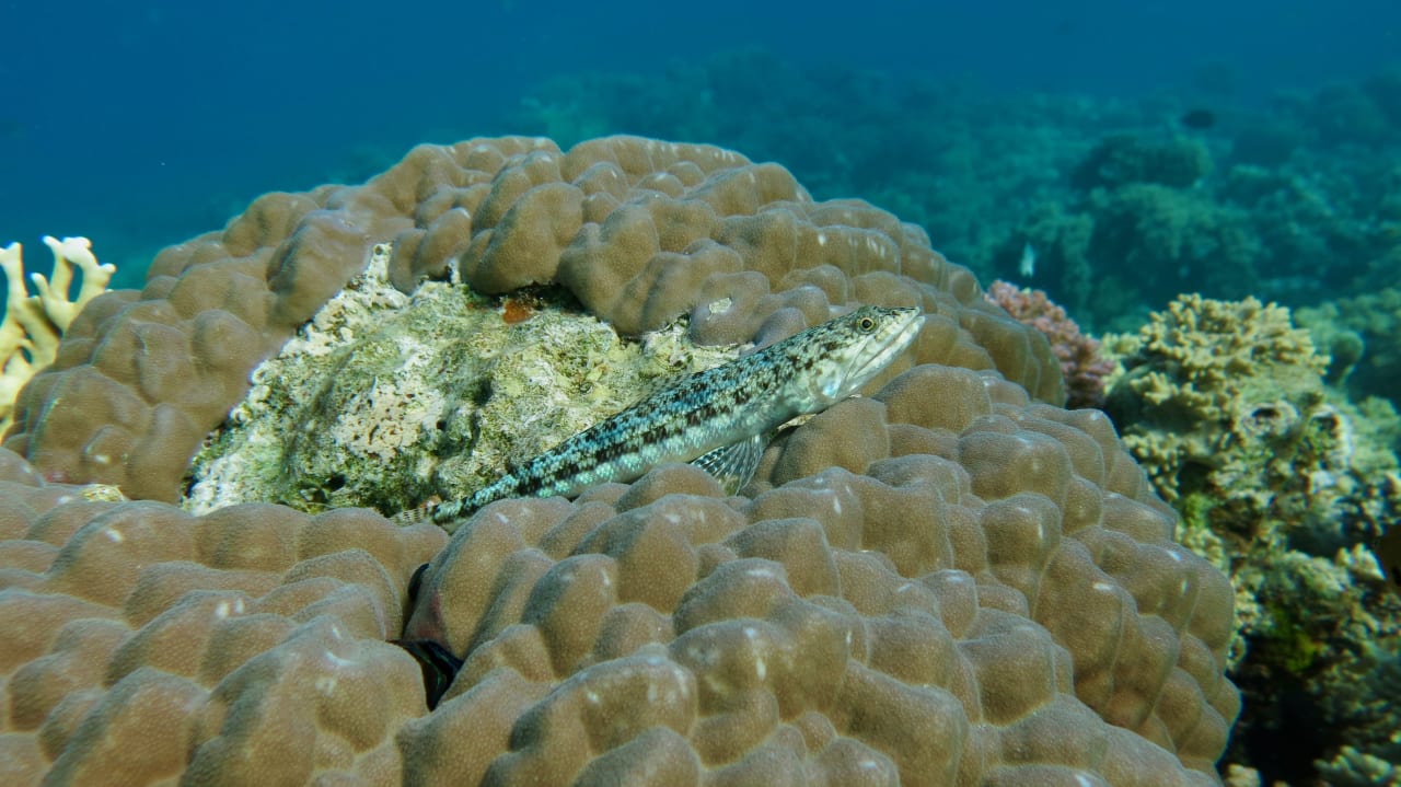Strand Tropitel Sahl Hasheesh