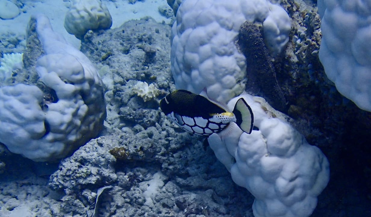 Strand Kuramathi Maldives