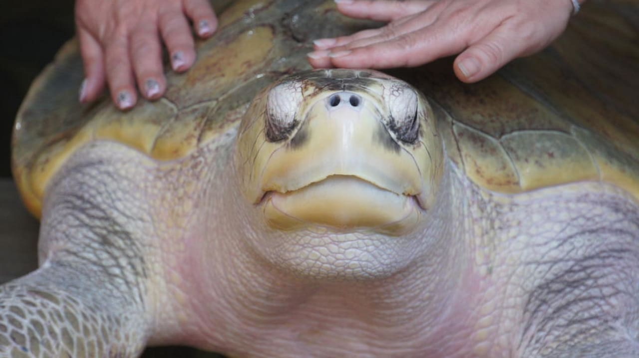 Schildkröten-Station Wunderbar Beach Club Hotel